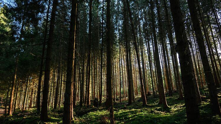 Wald