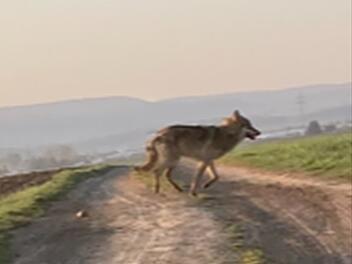 Wolf gesichtet - Mann schießt Foto