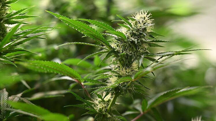 Cannabis-Anbau