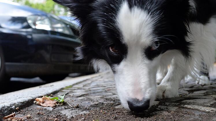 Im Fall der Vergiftung eines Hundes in Zapfendorf (Landkreis Bamberg) hat die Tierschutzorganisation Peta 500 Euro Belohnung f&uuml;r Hinweise zur Ergreifung des T&auml;ters ausgesetzt. Symbolbild: Maurizio Gambarini/dpa