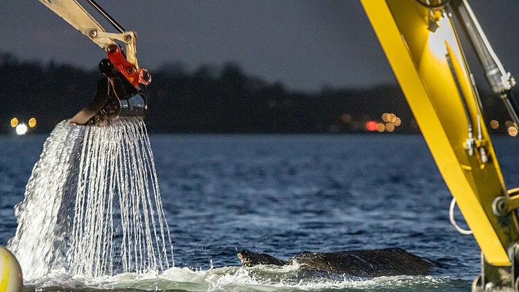 Wal an der Ostseek&uuml;ste