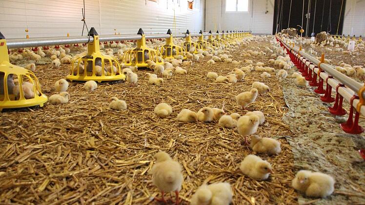 Die Küken haben viel Platz im Stall.  Foto: Friedwald Schedel