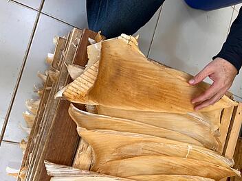 Mehr als 1,5 Tonnen Haiflossen in Brasilien beschlagnahmt