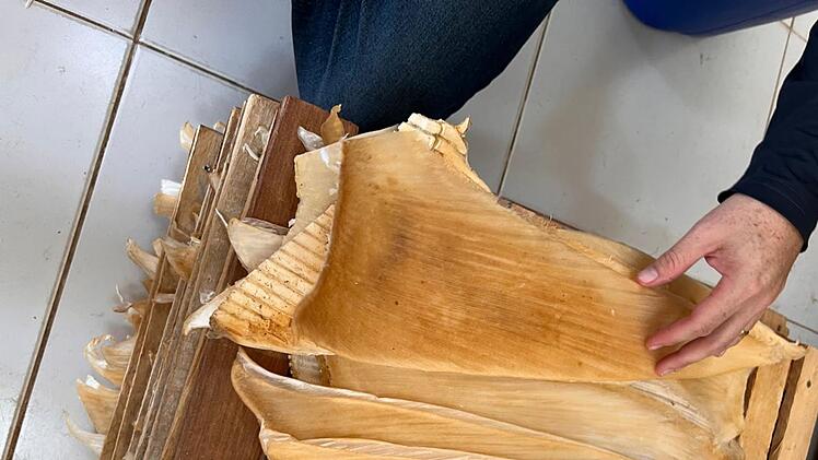 Mehr als 1,5 Tonnen Haiflossen in Brasilien beschlagnahmt