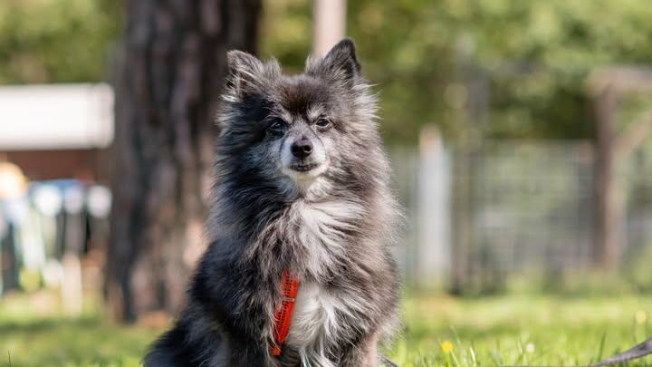 Tierheim N&uuml;rnberg mit Hilferuf f&uuml;r Hunde-Opa Lucky