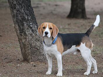Der Beagle ist ein Hund, der eigenständige Entscheidungen trifft.
