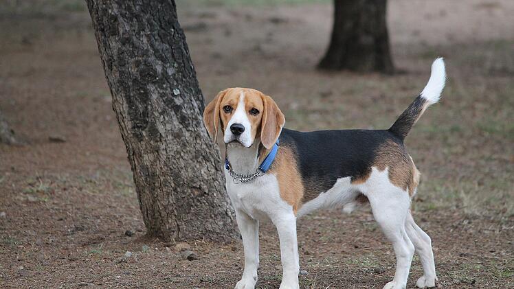 Der Beagle ist ein Hund, der eigenständige Entscheidungen trifft.