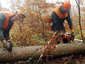 Neben Pflegearbeiten steht für die beiden Forstwirte der Gemeinde der Holzeinschlag im Mittelpunkt. Derzeit fällen Thomas Morawietz (links beim Messen der Baumstärke) und Stefan Kuhn (rechts beim Entasten) vor allem Fichten in der Abteilung "Hohe Tannen".   Fotos: Stefan Geiger