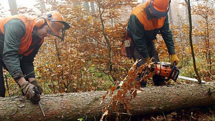 Neben Pflegearbeiten steht für die beiden Forstwirte der Gemeinde der Holzeinschlag im Mittelpunkt. Derzeit fällen Thomas Morawietz (links beim Messen der Baumstärke) und Stefan Kuhn (rechts beim Entasten) vor allem Fichten in der Abteilung "Hohe Tannen".   Fotos: Stefan Geiger