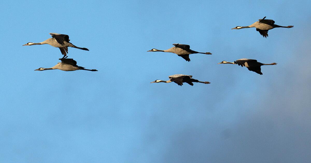 Bisher-ausharrende-Kraniche-entfliehen-der-K-lte