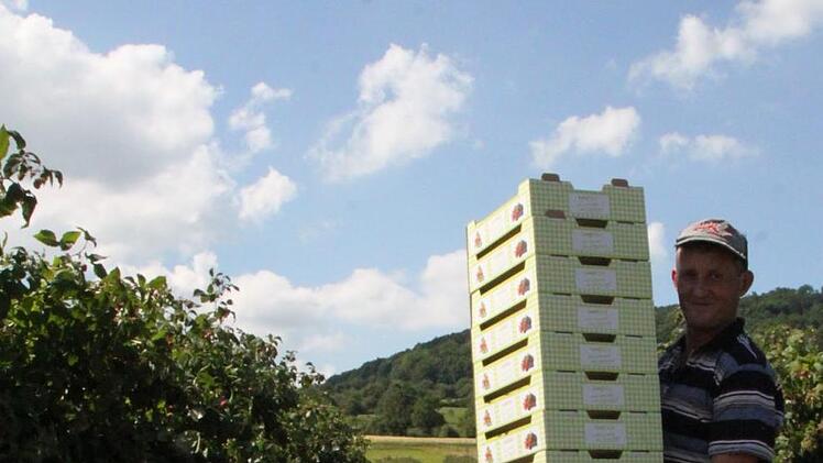 Die Himbeeren werden - wie auch Erdbeeren - an Großhändler verkauft. Foto: Ulrike Müller