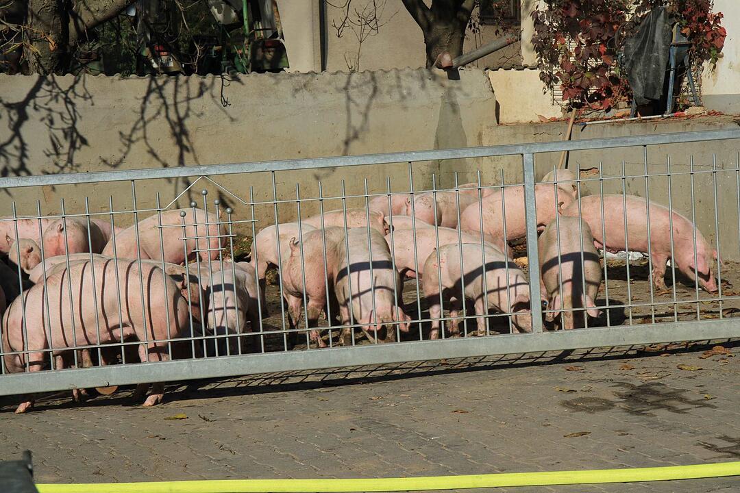 Brand in Schweinestall in Herzogenaurach