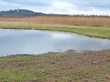 Im Naturschutzgebiet "Glender Wiesen" wurden durch den Landschaftspflegeverband Feuchtbiotope neu angelegt. Foto: Rainer Lutz