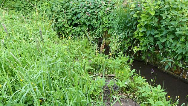 Falls der Mühlbach komplett in den Talgrund verlegt wird, muss das Bett, wie hier am Anwesen Kneuer, deutlich verbreitert werden. Foto: Christian Zieger