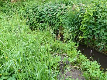 Falls der Mühlbach komplett in den Talgrund verlegt wird, muss das Bett, wie hier am Anwesen Kneuer, deutlich verbreitert werden. Foto: Christian Zieger