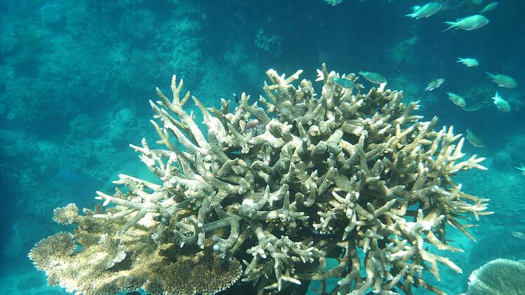 Great Barrier Reef in Australien