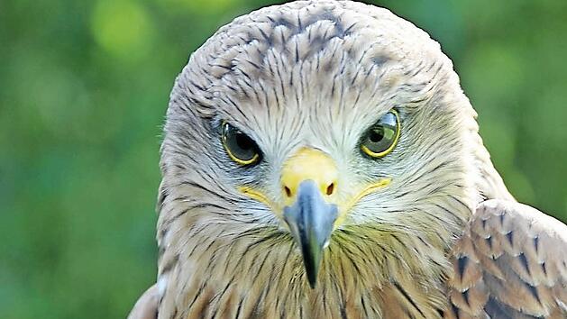 Der Rotmilan wird gesch&uuml;tzt. Foto: Plappert/Biosph&auml;renreservart Rh&ouml;n