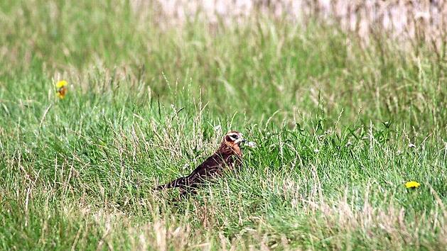 Wiesenweihen ziehen im &ouml;stlichen Landkreis Jungen gro&szlig;. Weil das mittlerweile sehr selten ist, wird das Nest besonders gesch&uuml;tzt. Foto: M. Franz