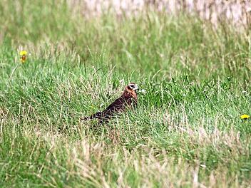 Wiesenweihen ziehen im östlichen Landkreis Jungen groß. Weil das mittlerweile sehr selten ist, wird das Nest besonders geschützt. Foto: M. Franz