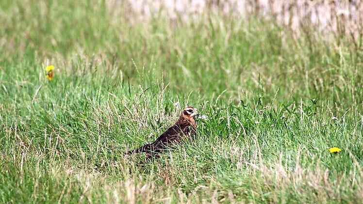 Wiesenweihen ziehen im östlichen Landkreis Jungen groß. Weil das mittlerweile sehr selten ist, wird das Nest besonders geschützt. Foto: M. Franz