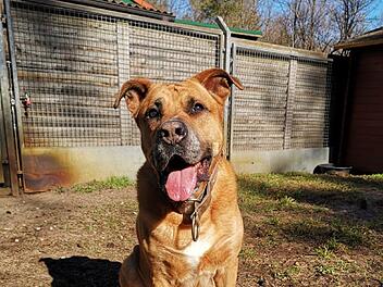 Tierheim Nürnberg: Hund Charly will "letzte Sonnenstrahlen" woanders genießen