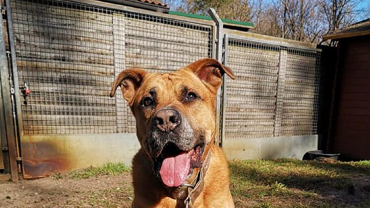 Tierheim Nürnberg: Hund Charly will "letzte Sonnenstrahlen" woanders genießen