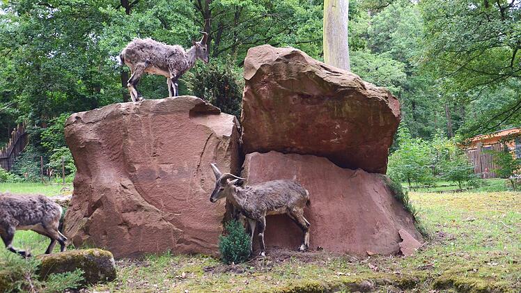 N&uuml;rnberg: Blauschafe im Tiergarten eingezogen - Asien-Bereich wird weiter ausgeweitet