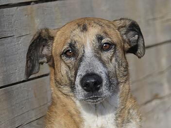 Bamberg: "Ganz tolle" H&uuml;ndin Amy sucht ihr "F&uuml;r-Immer-Zuhause" - wer m&ouml;chte sie aufnehmen oder Pate werden?