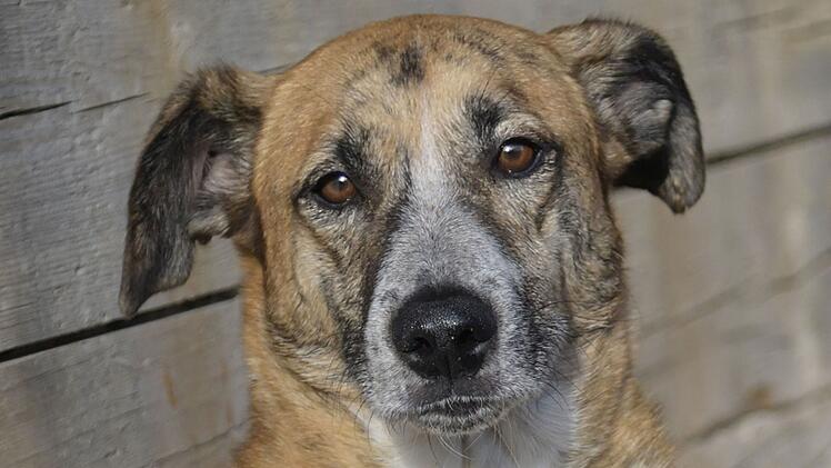 Bamberg: "Ganz tolle" H&uuml;ndin Amy sucht ihr "F&uuml;r-Immer-Zuhause" - wer m&ouml;chte sie aufnehmen oder Pate werden?