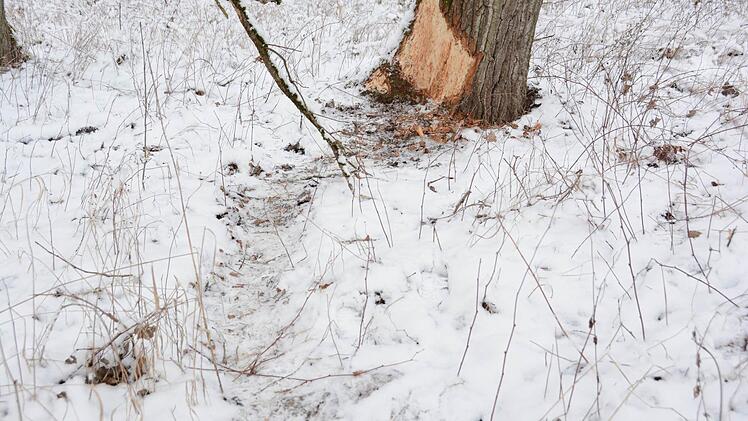 Auf Biber-Spurensuche am Weißen Main bei Burghaig. Foto: Dagmar Besand