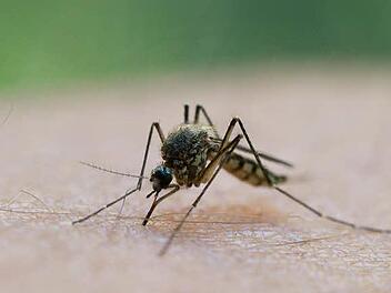 Oropouche-Fieber in Italien ausgebrochen: Das steckt hinter dem Tropen-Virus Oropouche-Fieber in Italien ausgebrochen: Das steckt hinter dem Tropen-Virus