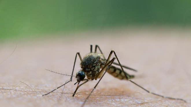 Oropouche-Fieber in Italien ausgebrochen: Das steckt hinter dem Tropen-Virus