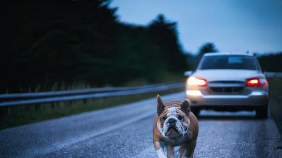 B303 bei Grub am Forst: Hund rennt in Auto - Tier stirbt an schweren Verletzungen