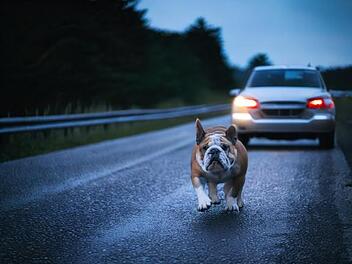 B303 bei Grub am Forst: Hund rennt in Auto - Tier stirbt an schweren Verletzungen