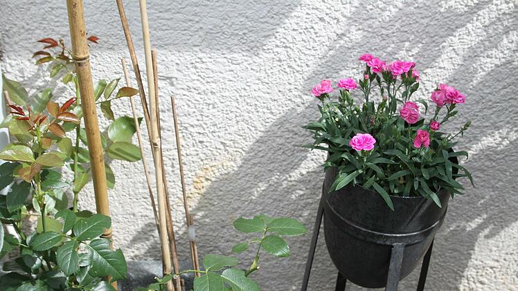 Die Blumen sind nur ein hoffnungsloser Versuch, die unappetitlichen Überreste zu kaschieren: An den Häusern sind gelbe Schlieren zu sehen - es riecht nach Urin. Foto: Sonny Adam