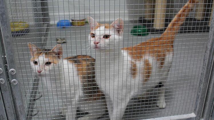 Sissy (links) und Franzl sind Geschwister, die nicht getrennt werden wollen. Foto: Manja von Nida