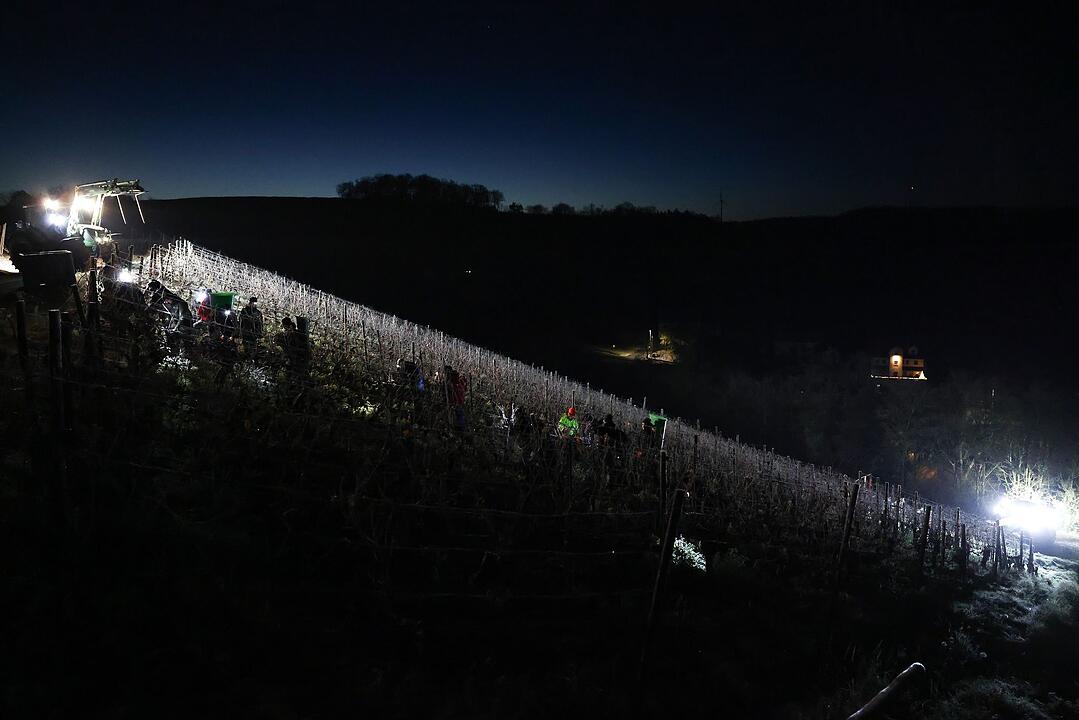 Eisweinlese in Franken