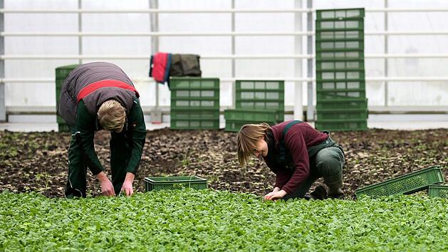 In einer Bio-Gärtnerei  wird in einem Gewächshaus Feldsalat geerntet. Foto: Bernd Wüstneck/dpa-Zentralbild/dpa