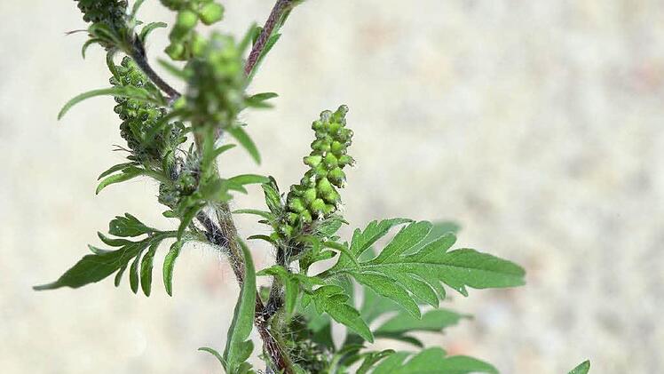 Beifuß-AmbrosieFoto: dpa