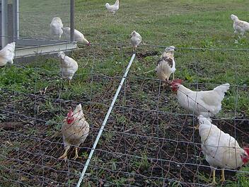 Geflügelhaltung im Landkreis Forchheim Foto: Petra Malbrich/Archiv
