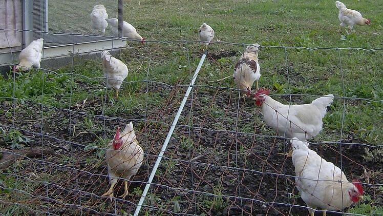 Geflügelhaltung im Landkreis Forchheim Foto: Petra Malbrich/Archiv