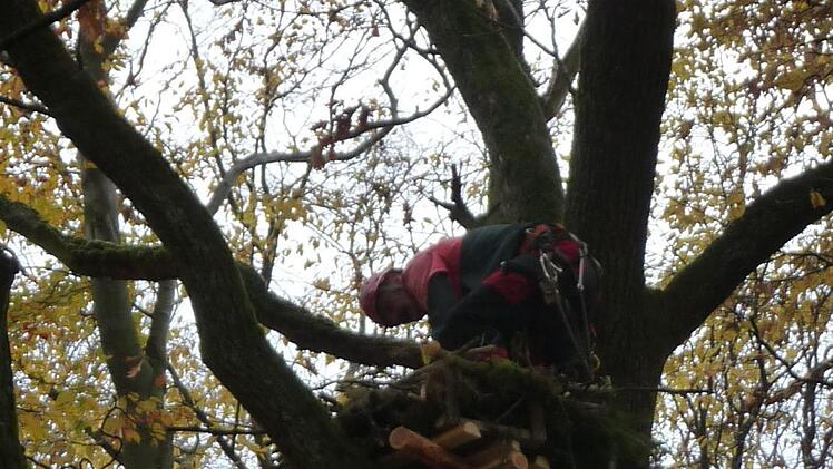 Bau eines Kunsthorstes im Stralsbacher Wald. Foto: Joachim Dahmer