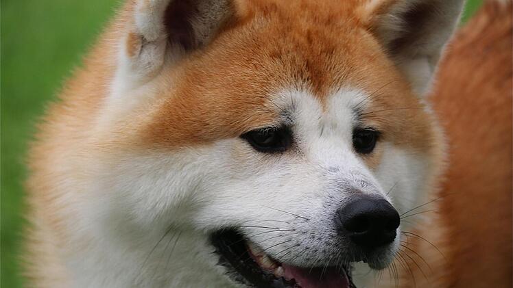 Der japanische Jagdhund Akita Inu.