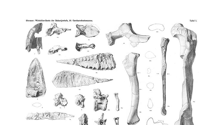 Münchner Paläontologen entdecken unbekannte Dinosaurier-Art