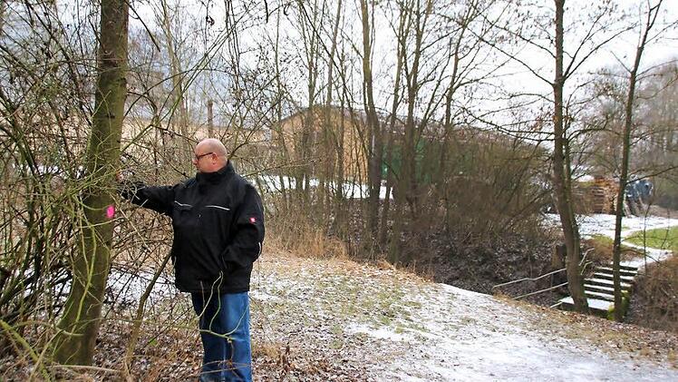 Klaus Schebler zeigt einen der Bäume auf dem Hochwasserdamm, der gefällt werden soll. Nach neusten Tendenzen können die meisten aber möglicherweise stehen bleiben.  Foto: Thomas Malz