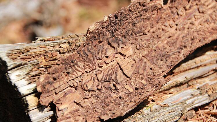 Befällt der Borkenkäfer eine der empfindlichen Fichten, heißt es schnell reagieren. Wie gefährlich ist der Borkenkäfer für die Wälder in diesem Jahr? Foto: Carmen Schmitt