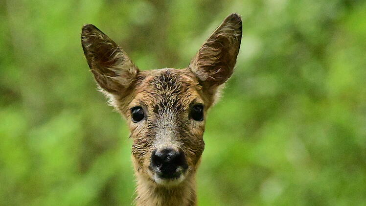 Bamberg: Landratsamt stellt Wald-Fotos aus - zeigen Begegnungen und Erlebnisse