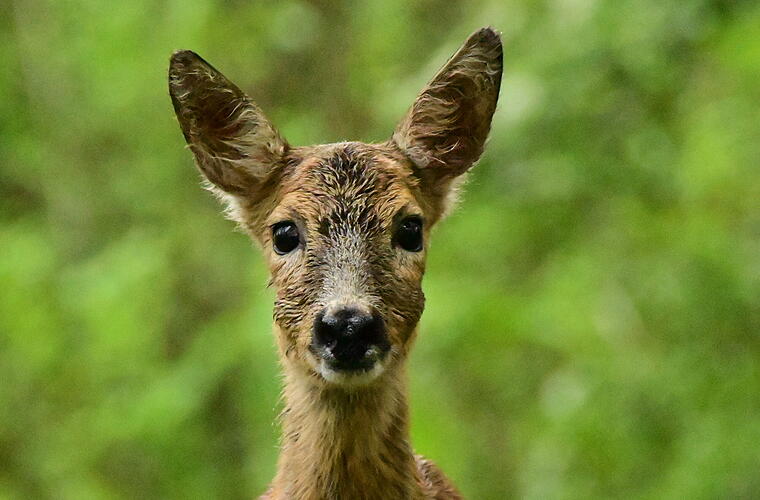 Bamberg: Landratsamt stellt Wald-Fotos aus - "Paradies eingefroren"