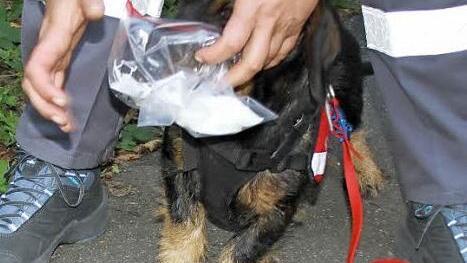 Damit startet die Suche: mal kräftig den Geruch aufnehmen