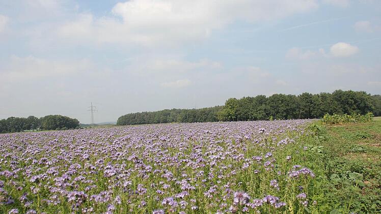 Eine Wiese nahe dem Dohnwald.